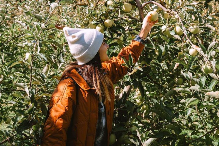 From Apple Picking to Leaf Peeping: 50 Fun Things to Do This Fall